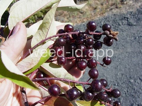 chokecherry, common